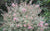 Mardi Gras Variegated Abelia