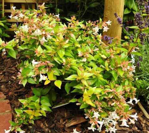 Francis Mason Abelia Grandiflora