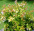 Francis Mason Abelia Grandiflora