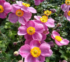 Pink Cloud Anemone