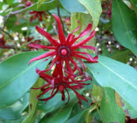 Florida Red Anise ( illicium floridanum )