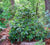 Florida Red Anise ( illicium floridanum ) 