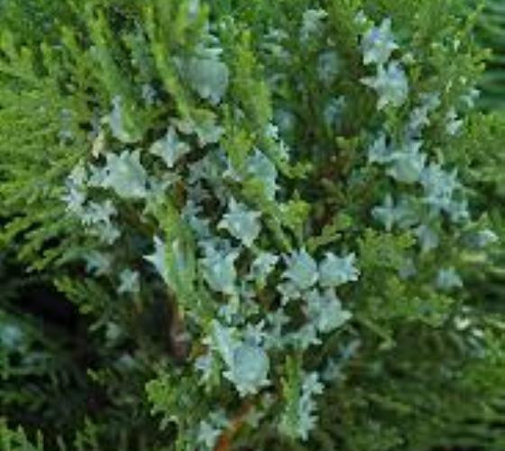 Blue Cone Arborvitae ( Thuja )