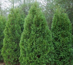 Blue Cone Arborvitae Thuja Orientalis 'Blue Cone'