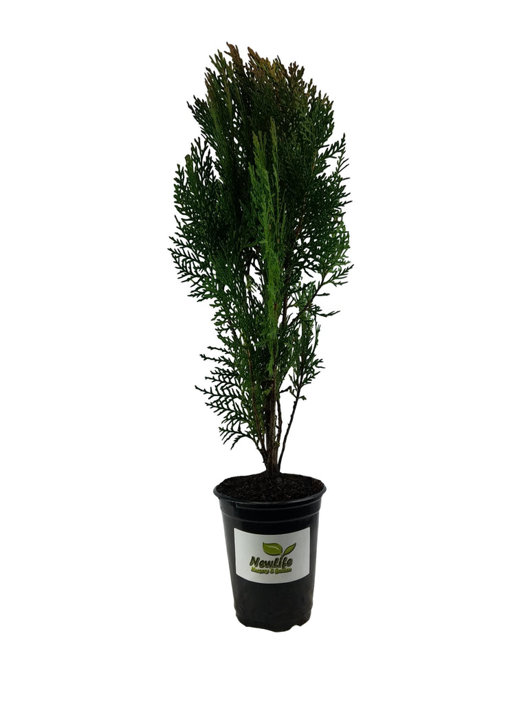 Blue Cone Arborvitae ( Thuja )