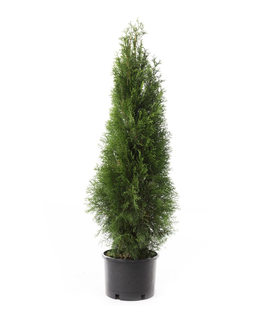 Emerald Green Arborvitae ( Thuja )