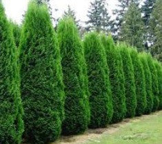 emerald green arborvitae thuja tree