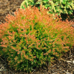 Fire Chief™ Globe Arborvitae ( Thuja )