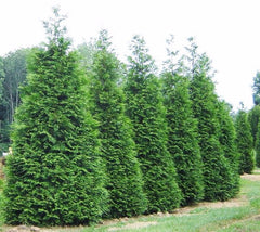 Arborvitae Green Giant  Thuja x plicata 'Green Giant'