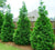 Arborvitae Green Giant  Thuja x plicata 'Green Giant'