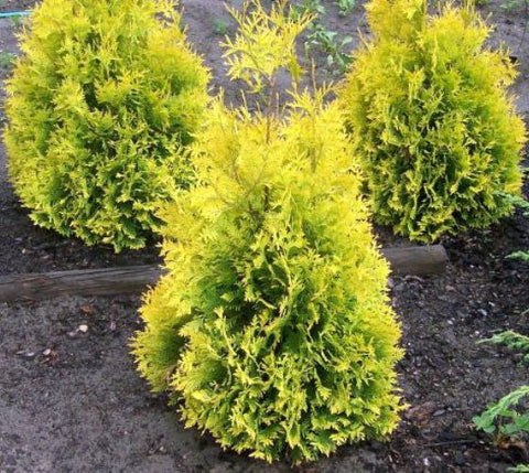 Sunkist Arborvitae ( Thuja occidentalis )
