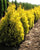 Sunkist Arborvitae  Thuja occidentalis 'Sunkist'
