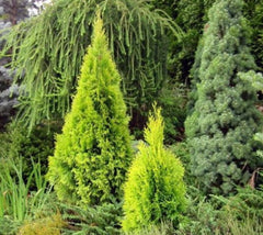 thuja occidentalis yellow ribbon arborvitae Yellow Ribbon Arborvitae ( Thuja occidentalis )