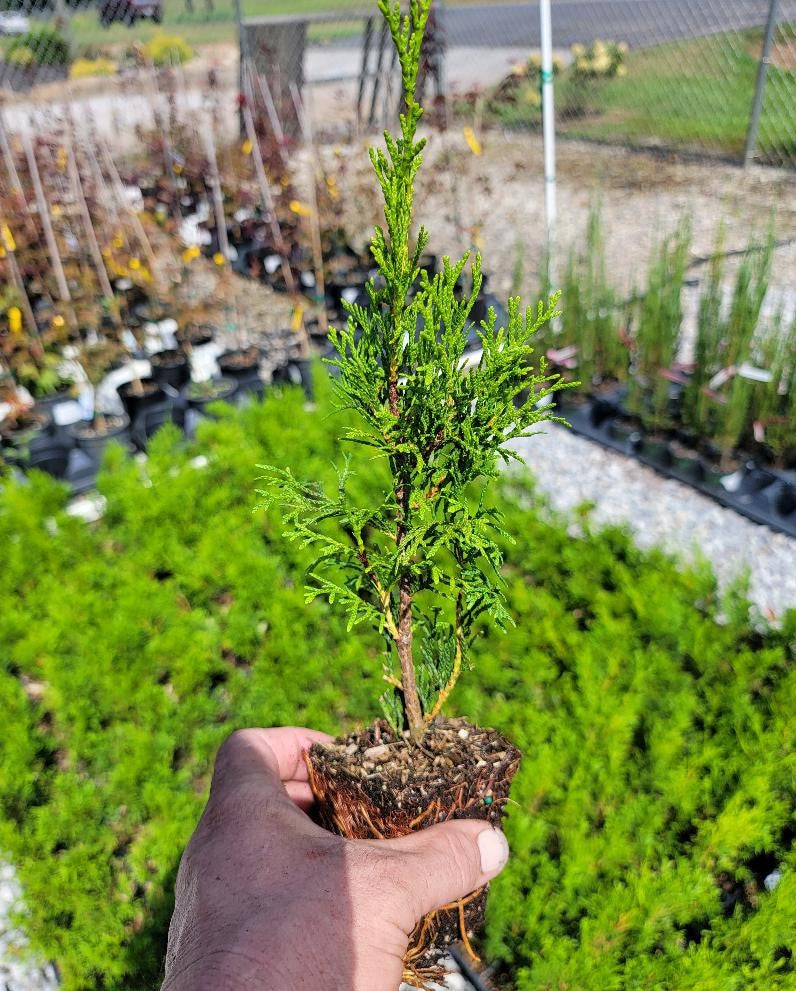 planting emerald green arborvitae in pots Emerald Green Arborvitae ( Thuja )