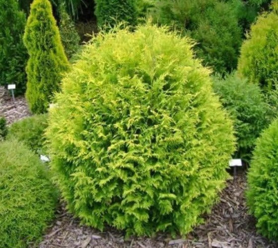 1.5 Gal Little Giant Dwarf Arborvitae (Thuja o. Little Giant) Evergreen 1.5 Gal Little Giant Dwarf Arborvitae (Thuja o. Little Giant) Evergreen