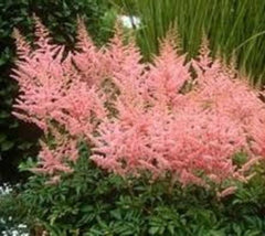 Peach Blossom Astilbe ( false spirea )