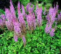 Purple Candles Astilbe ( false spirea ) Astilbe chinensis 'Purpurkerze' 