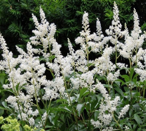 Bridal Veil White Astilbe ( false spirea )