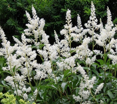 Bridal Veil White Astilbe ( false spirea )