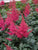 Montgomery Red Astilbe ( false spirea )