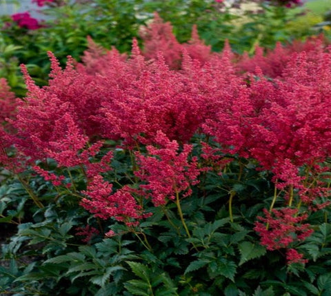 Montgomery Red Astilbe ( false spirea )