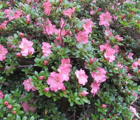 Pink Azalea Mini Gumpo Pink Dwarf Azalea | New Life Nursery