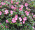 Gumpo Pink Dwarf Azalea  azalea gumpo pink ( satsuki hybrid )