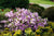 Poukhanense Lavender Korean Azalea