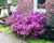 Autumn Royalty™ Encore® Azalea