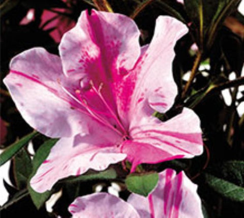 Autumn Twist™ Encore® Azalea