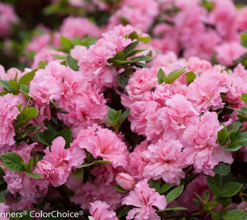 Double Pink Bloom-A-Thon® Reblooming Azalea