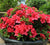 Red Bloom-A-Thon® Reblooming Azalea