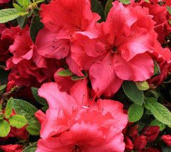 Red Bloom-A-Thon® Reblooming Azalea
