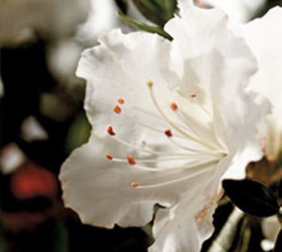 Autumn Angel™ Encore® Azalea | New Life Nursery