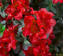  Autumn Fire™ Encore® Azalea Rhododendron ‘Roblez’ PPAF