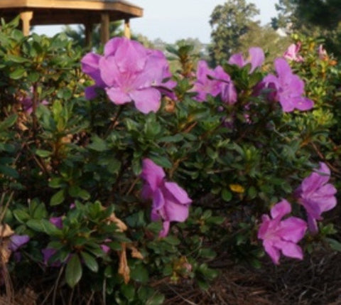 Autumn Lilac™ Encore® Azalea