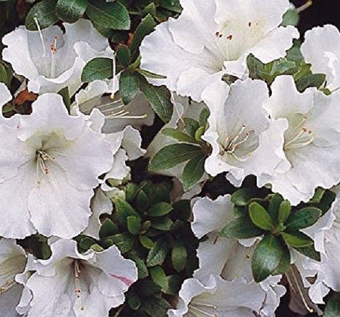 Autumn Moonlight™ Encore® Azalea