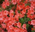 Fashion Azalea rhododendron x fashion