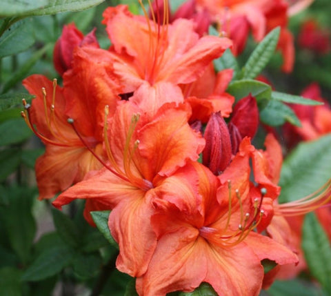 Fireball Deciduous Azalea