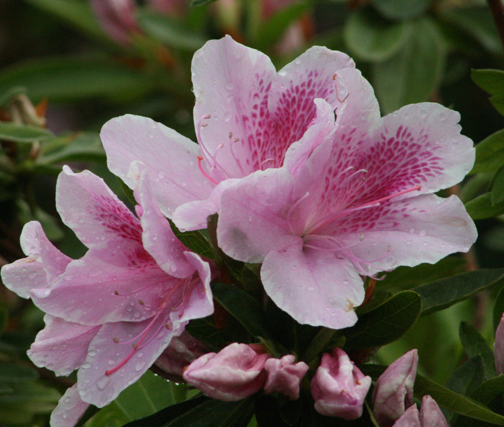 George Tabor Azalea ( southern indica ) | New Life Nursery