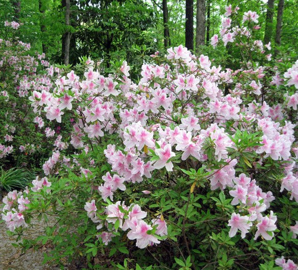 George Tabor Azalea southern indica New Life Nursery
