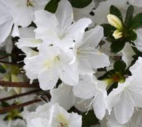Mrs G.G. Gerbing White Azalea