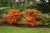 Gibraltar Orange Deciduous Azalea