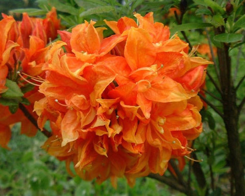 Gibraltar Orange Deciduous Azalea