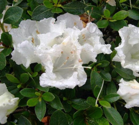 Gumpo White Dwarf Azalea