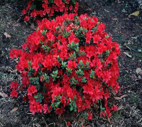 Hershey Red Azalea