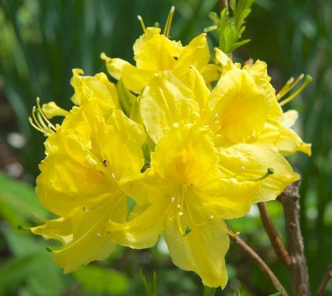 Lemon Lights Yellow Deciduous Azalea