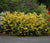 Lemon Lights Yellow Deciduous Azalea