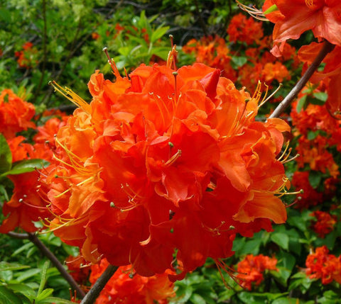 Mandarin Lights Orange Deciduous Azalea