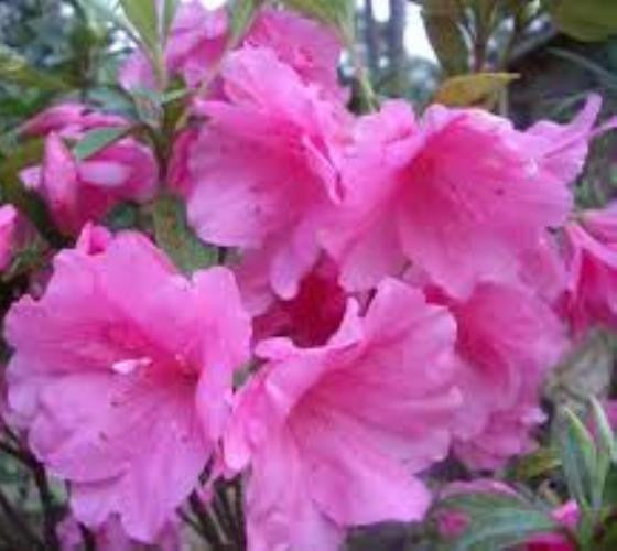 Pink Ruffle Azalea ( rutherford hybrid ) | New Life Nursery